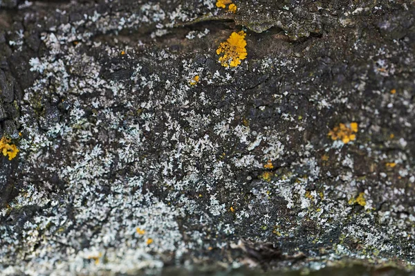 Textura Madeira Escura Com Molde — Fotografia de Stock
