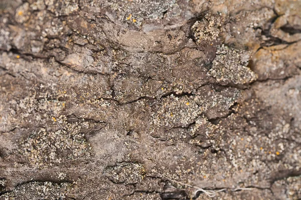 有霉菌的深色木材的纹理 — 图库照片
