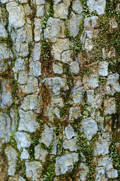 Текстура Темного Дерева Плесенью — стоковое фото