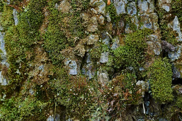 Textura Madeira Escura Com Molde — Fotografia de Stock