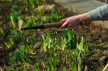 İlkbahar ve yaz aylarında bahçede çalışmak
