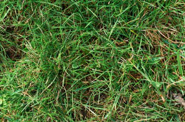 Bahar ve yaz yeşil çim dokusu