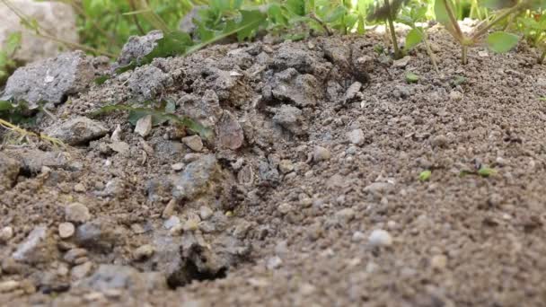 Μια Ομάδα Μαύρων Μυρμηγκιών Επιτίθεται Πολλά Μικρά Μυρμήγκια Κουβαλάνε Ψόφια — Αρχείο Βίντεο