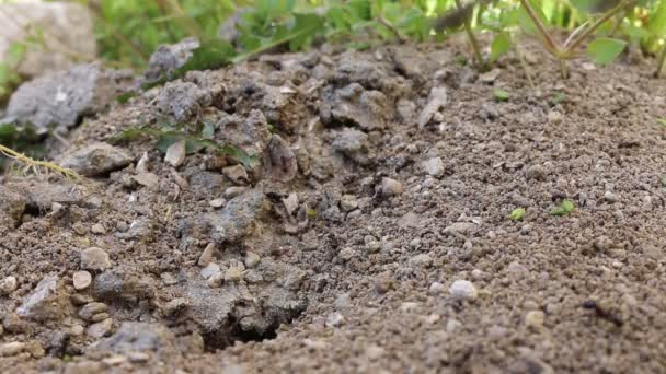 Groupe de fourmis noires attaquant l'araignée. Beaucoup de petites fourmis transportent des araignées mortes pour se nourrir. Vidéo Full HD 