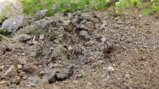 Groupe de fourmis noires attaquant l'araignée. Beaucoup de petites fourmis transportent des araignées mortes pour se nourrir. Vidéo Full HD 