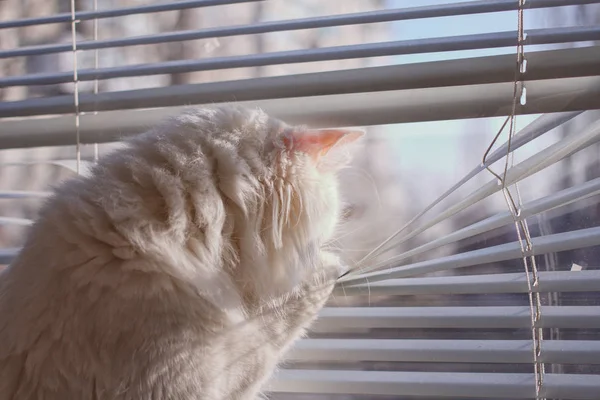 Kedi pencereden dışarı bakar.