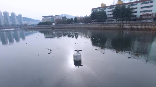 2018 多くの鳥と Oncheoncheon の空撮 — ストック動画