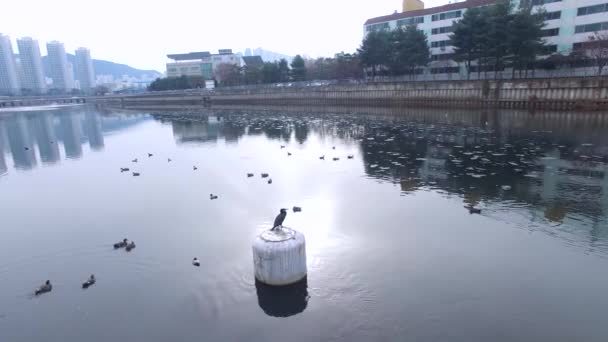 Veduta Aerea Oncheoncheon Con Molti Uccelli Quando Jan 2018 — Video Stock