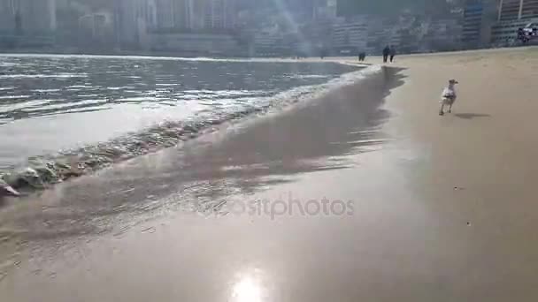 Songdo Beach krajina když jan-21-2018 — Stock video