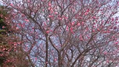 Bahar gelir - küçük gül Erik çiçeği Busan, Güney Kore, Asya'da açmak / gel - küçük açık gül bahar Erik çiçeği Busan, Güney Kore, Asya zaman Şubat-22-2018. Güney Kore'de ilk çiçektir