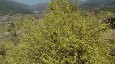 Gurye Sansuyu Conrnus meyve Festivali, Gurye, Güney Kore, Asya / Gurye Sansuyu Conrnus meyve Festivali, Gurye, Jeollanamdo, Güney Kore, Asya zaman Mar-23-2018