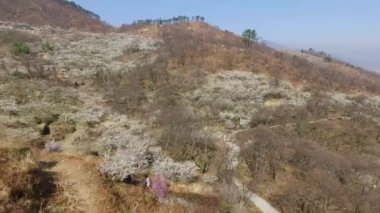 Gwangyang Maewha Erik çiçek Festivali, Güney Kore, Asya / Gwangyang Maewha Erik çiçek Festivali, Jeonllanamdo, Güney Kore, Asya zaman Mar-23-2018