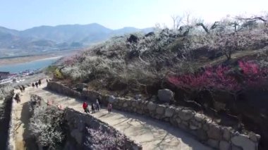 Gwangyang Maewha Erik çiçek Festivali, Güney Kore, Asya / Gwangyang Maewha Erik çiçek Festivali, Jeonllanamdo, Güney Kore, Asya zaman Mar-23-2018