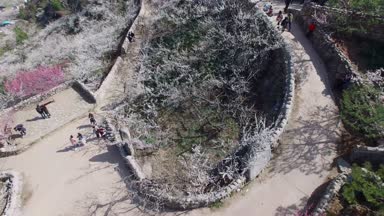 Gwangyang Maewha Erik çiçek Festivali, Güney Kore, Asya / Gwangyang Maewha Erik çiçek Festivali, Jeonllanamdo, Güney Kore, Asya zaman Mar-23-2018