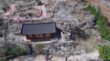 Gwangyang Maewha Erik çiçek Festivali, Güney Kore, Asya / Gwangyang Maewha Erik çiçek Festivali, Jeonllanamdo, Güney Kore, Asya zaman Mar-23-2018