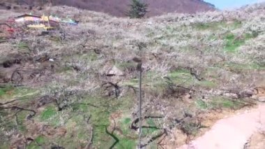 Gwangyang Maewha Erik çiçek Festivali, Güney Kore, Asya / Gwangyang Maewha Erik çiçek Festivali, Jeonllanamdo, Güney Kore, Asya zaman Mar-23-2018