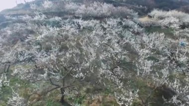 Gwangyang Maewha Erik çiçek Festivali, Güney Kore, Asya / Gwangyang Maewha Erik çiçek Festivali, Jeonllanamdo, Güney Kore, Asya zaman Mar-23-2018