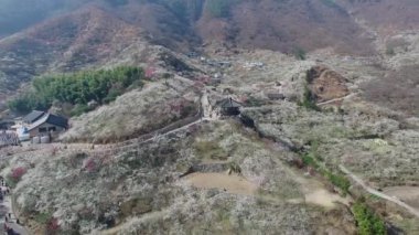 Gwangyang Maewha Erik çiçek Festivali, Güney Kore, Asya / Gwangyang Maewha Erik çiçek Festivali, Jeonllanamdo, Güney Kore, Asya zaman Mar-23-2018