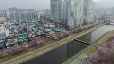 Cherry Blossom Blooming bahar Oncheoncheon vatandaş Park, Busan, Güney Kore, Asya / kiraz çiçeği çiçek açan Bahar, Oncheoncheon vatandaş Park, Dongraegu, Yeonjegu, Busan, Güney Kore, Asya zaman Mar-29-2018