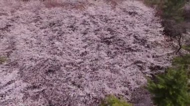 Kiraz Brossom bahar yol Haeundae, Busan, Güney Kore, Asya / kiraz Brossom bahar yol Haeundae, Busan, Güney Kore, Asya zaman Nisan-03-2018