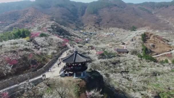 Gwangyang Maewha Plum Flower Festival Corée Sud Asie Gwangyang Maewha — Video