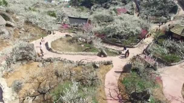 Gwangyang Maewha Plum Flower Festival Corea Del Sud Asia Gwangyang — Video Stock