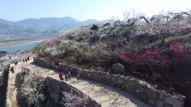 Gwangyang Maewha Erik Çiçek Festivali Güney Kore Asya Gwangyang Maewha — Stok video