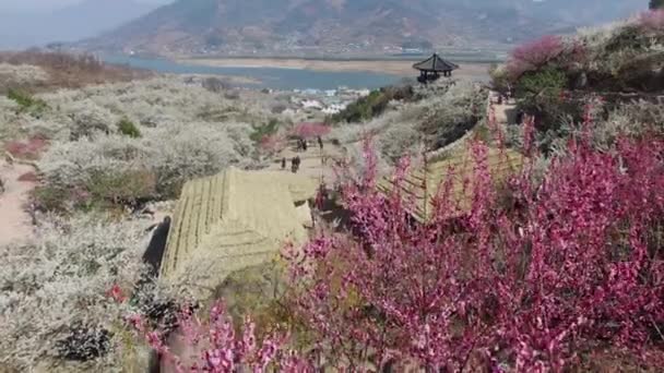 Gwangyang Maewha Erik Çiçek Festivali Güney Kore Asya Gwangyang Maewha — Stok video