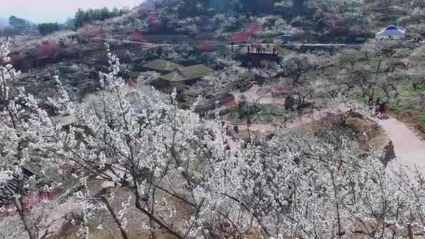 Gwangyang Maewha Pflaumenblütenfest Südkorea Asien Gwangyang Maewha Pflaumenblütenfest Jeonllanamdo Südkorea — Stockvideo