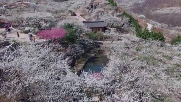 Gwangyang Maewha Erik Çiçek Festivali Güney Kore Asya Gwangyang Maewha — Stok video