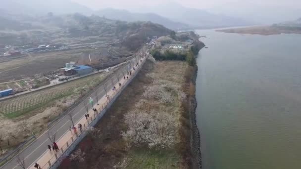 Gwangyang Maewha Plum Flower Festival Corea Del Sur Asia Gwangyang — Vídeo de stock