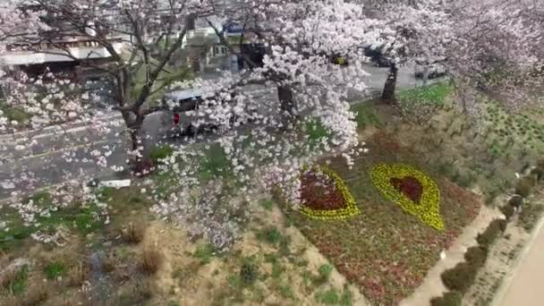 Cherry Blossom Blooming Bahar Oncheoncheon Vatandaş Park Busan Güney Kore — Stok video