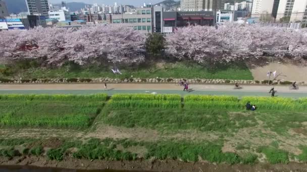 樱花盛开的春天 Oncheoncheon 市民公园 樱花盛开春天的 Oncheoncheon 公民公园 Dongraegu Yeonjegu 亚洲当 Mar — 图库视频影像
