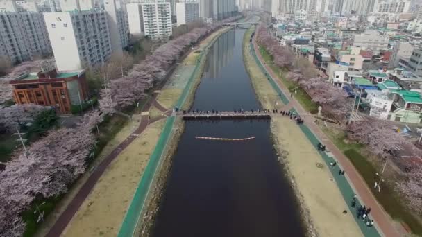Весна Цветения Черешни Парке Ончхон Ситизен Пусан Южная Корея Азия — стоковое видео