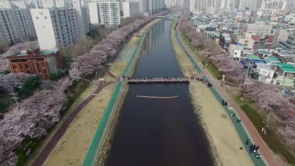 Cherry Blossom Blooming Jaro Oncheoncheon Občan Park Busan Jižní Korea — Stock video