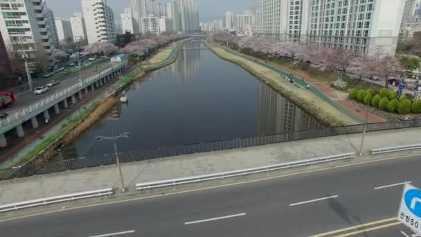 Cherry Blossom Blooming Jaro Oncheoncheon Občan Park Busan Jižní Korea — Stock video
