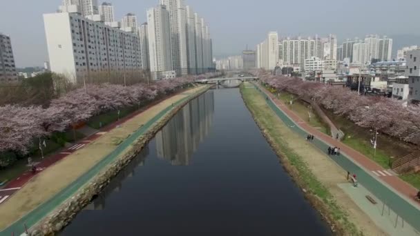 Cherry Blossom Blooming Spring Oncheoncheon Citizen Park Busan Coreia Sul — Vídeo de Stock