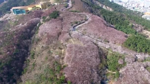 Cherry Blossom Jaro Geumryeonsan Mountain Busan Jižní Korea Asie Cherry — Stock video