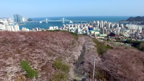 Cherry Blossom Voorjaar Van Geumryeonsan Mountain Busan Zuid Korea Azië — Stockvideo