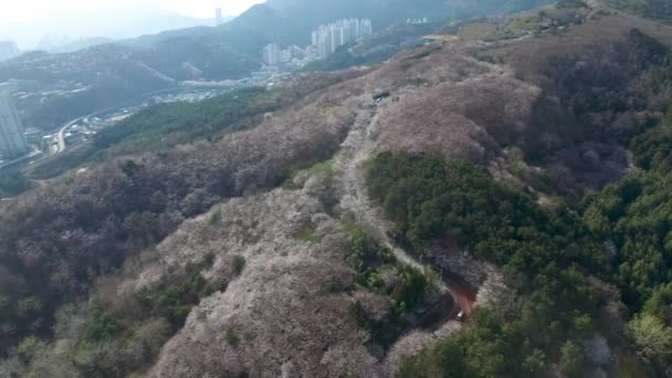 Cherry Blossom Voorjaar Van Geumryeonsan Mountain Busan Zuid Korea Azië — Stockvideo