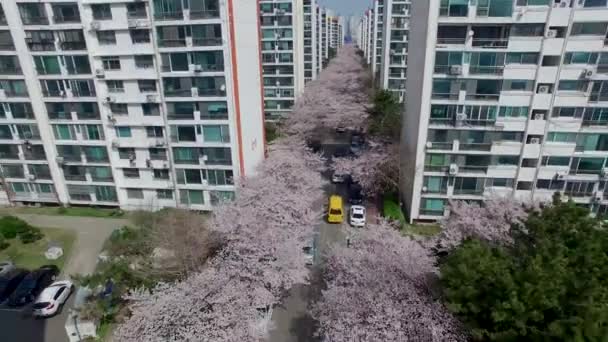 Primavera Del Namcheondong Cherry Blossom Street Gwangalli Busan Corea Del — Video Stock