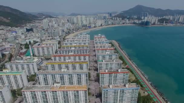 Primavera Namcheondong Cherry Blossom Street Gwangalli Busan Coreia Sul Ásia — Vídeo de Stock