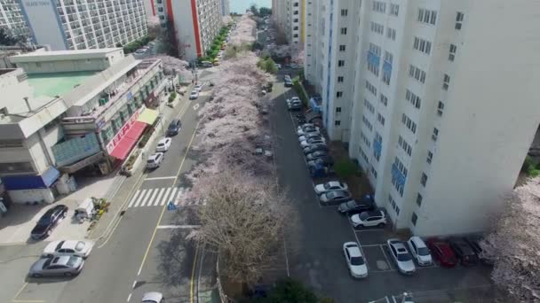 Våren Namcheondong Cherry Blossom Street Gwangalli Busan Sydkorea Asien Våren — Stockvideo