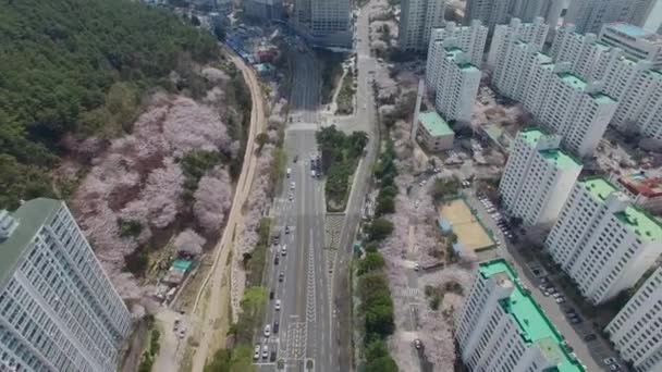 Cherry Brossom Spring Road Haeundae Pusan South Korea Asia Cherry — стоковое видео