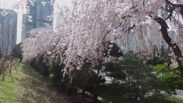 Kersen Brossom Voorjaar Weg Van Haeundae Busan Zuid Korea Azië — Stockvideo