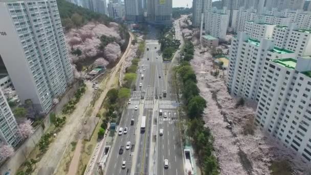 Cherry Brossom Spring Road Haeundae Busan South Korea Asia Cherry — Stockvideo