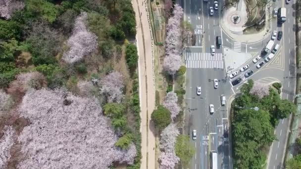 Cherry Brossom Spring Road Haeundae Busan South Korea Asia Cherry — Stockvideo