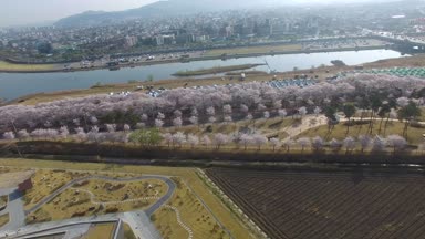 Kiraz çiçeği Festivali, yol Gyeongju, Güney Kore, Asya genel Kim yu-günah'ın mezarı için / Cherry Blossom Festivali, yol General Kim yu-sin mezar Gyeongju, Güney Kore, Asya zaman Nisan-03-2018