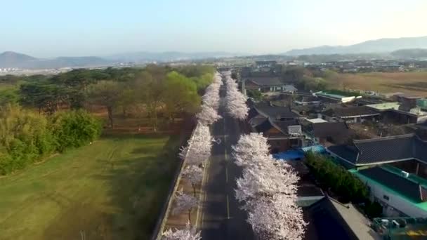Floraison Cerisiers Printemps Oreung Ancienne Tombe Gyeongju Corée Sud Asie — Video