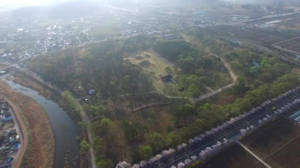 Floraison Cerisiers Printemps Oreung Ancienne Tombe Gyeongju Corée Sud Asie — Video